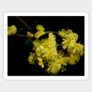 Rainy Wattle Sticker